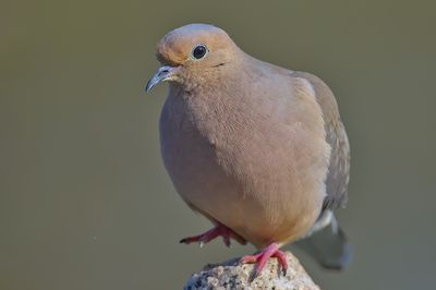 Mourning Dove