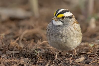 White-throated Sparrow