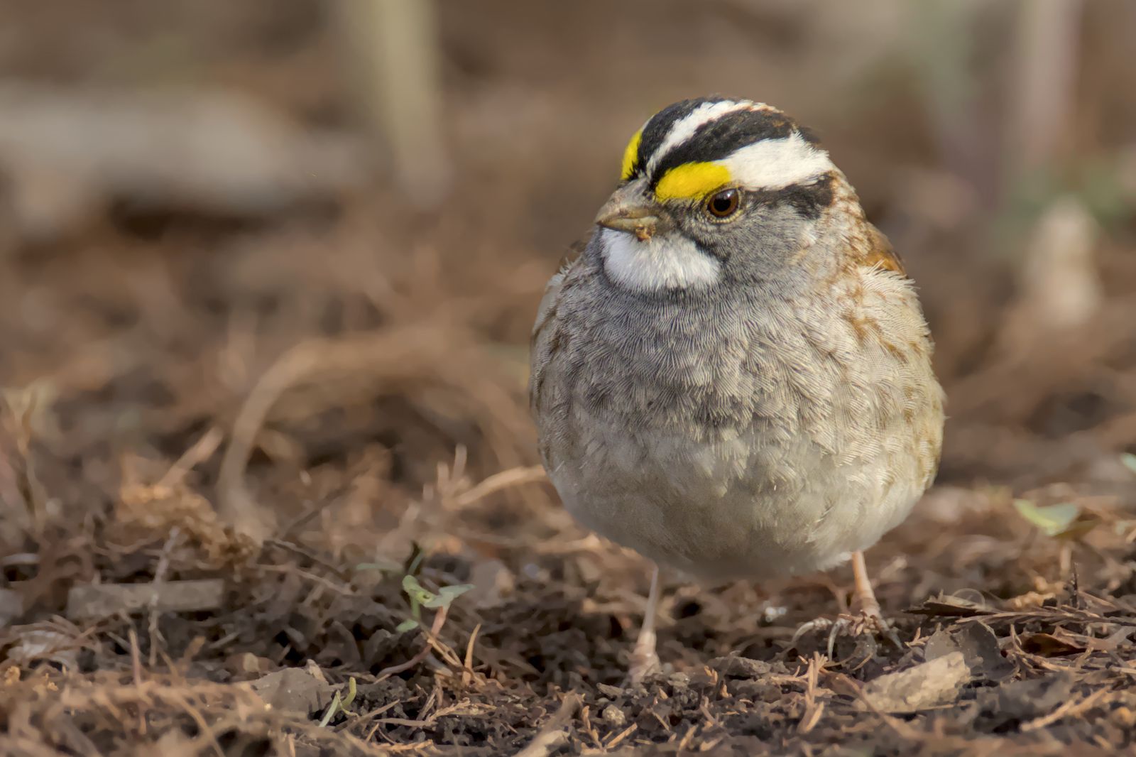 Zonotrichia albicollis