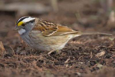 White-throated Sparrow