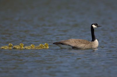 Canada Goose
