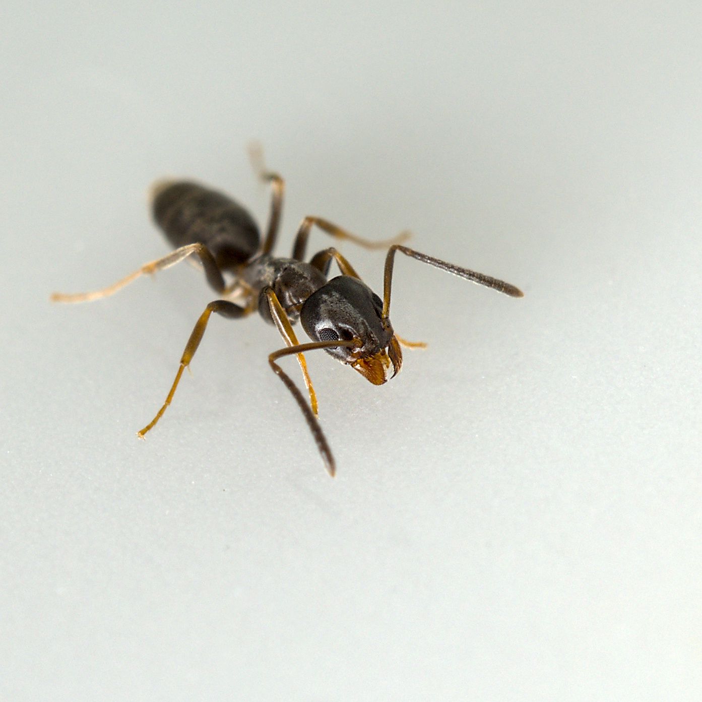 Tapinoma sessile
