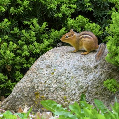 Eastern Chipmunk