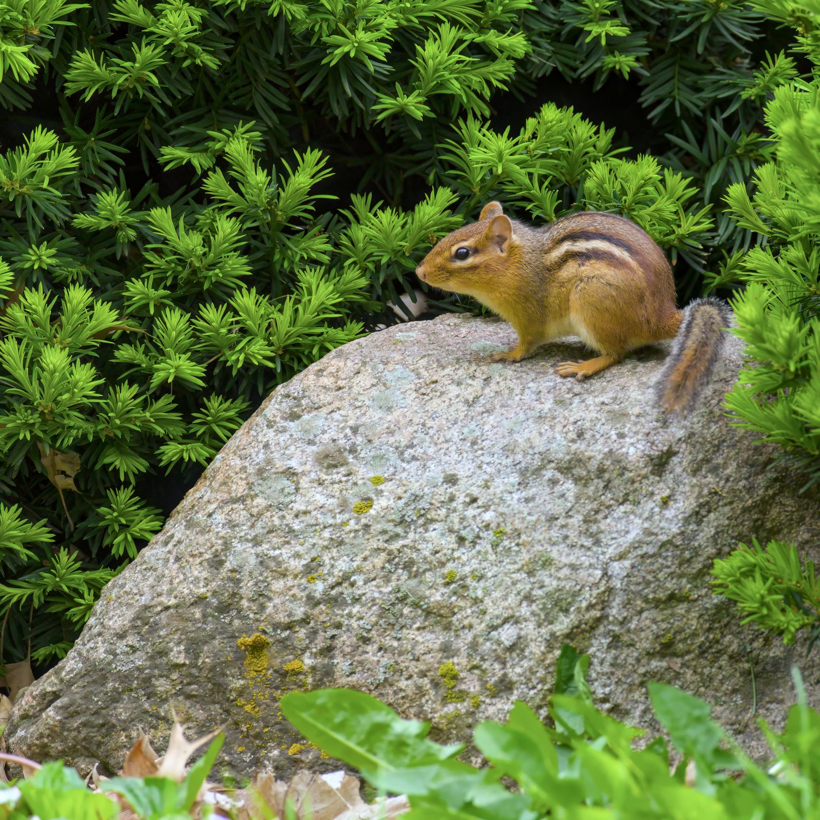 Tamias striatus