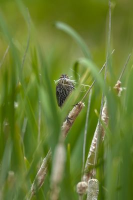 Red-winged Blackbird