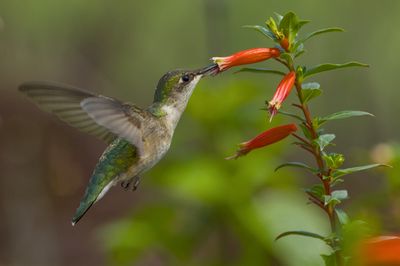 Ruby-throated Hummingbird