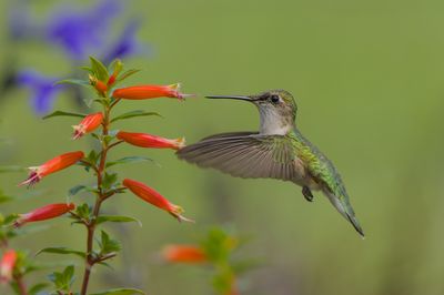 Ruby-throated Hummingbird