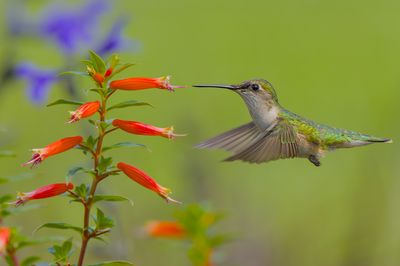 Ruby-throated Hummingbird