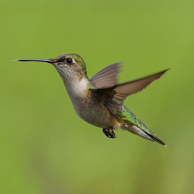 Ruby-throated Hummingbird