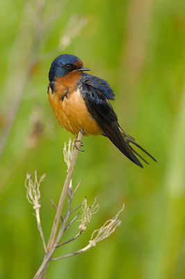 Hirundo rustica