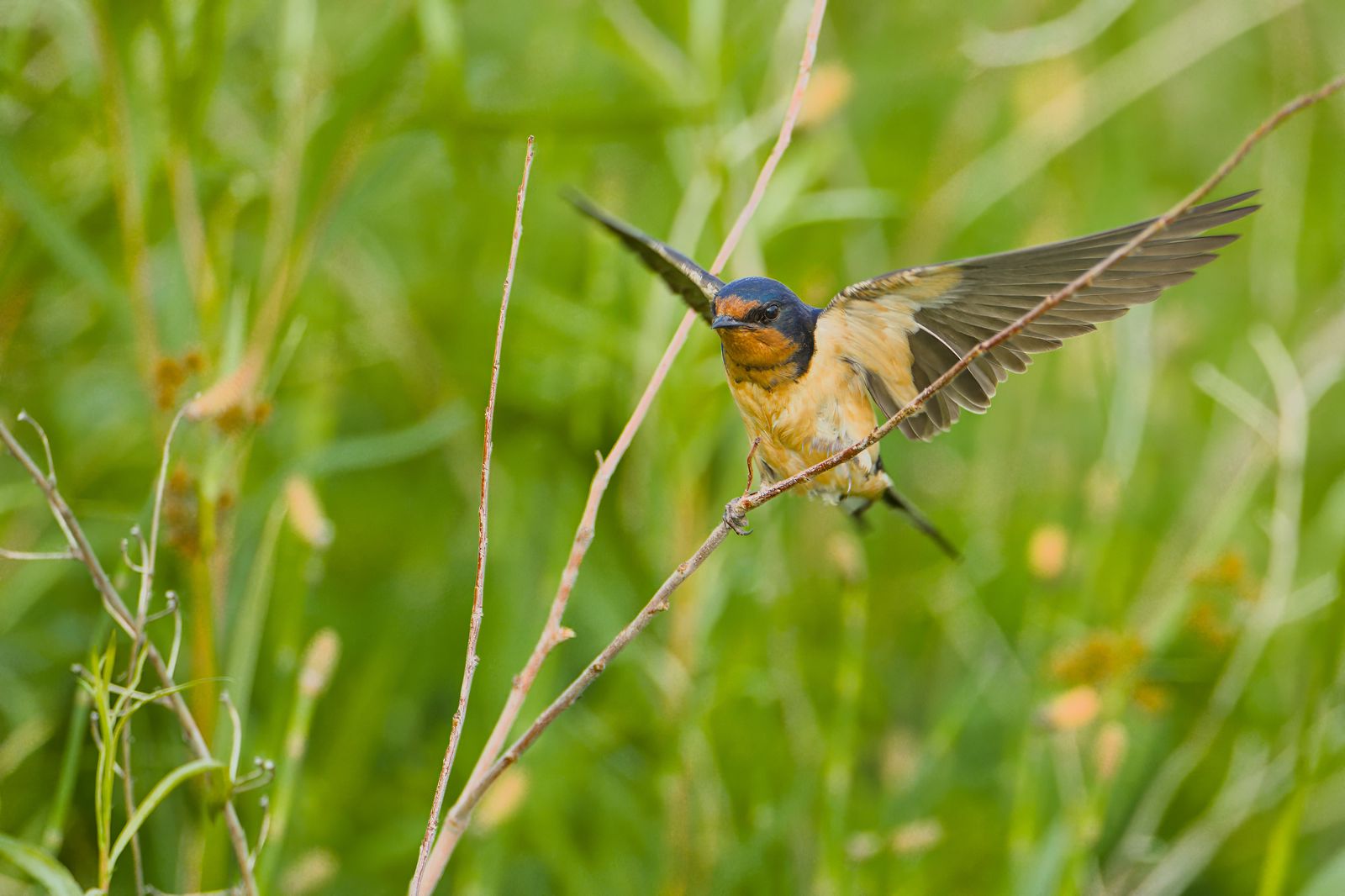 Hirundo rustica