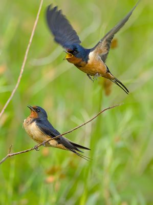 Hirundo rustica