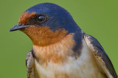 Hirundo rustica