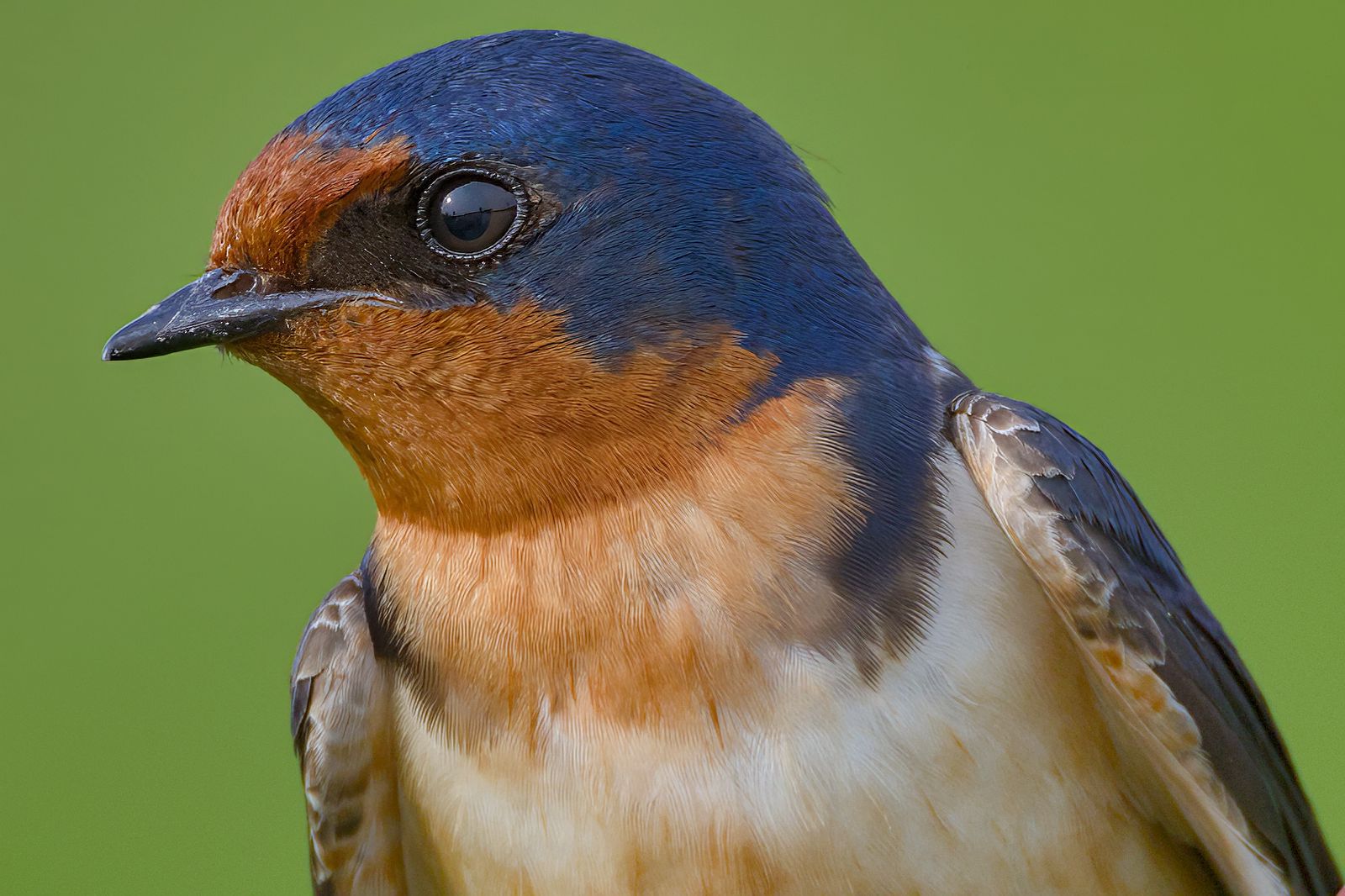 Hirundo rustica