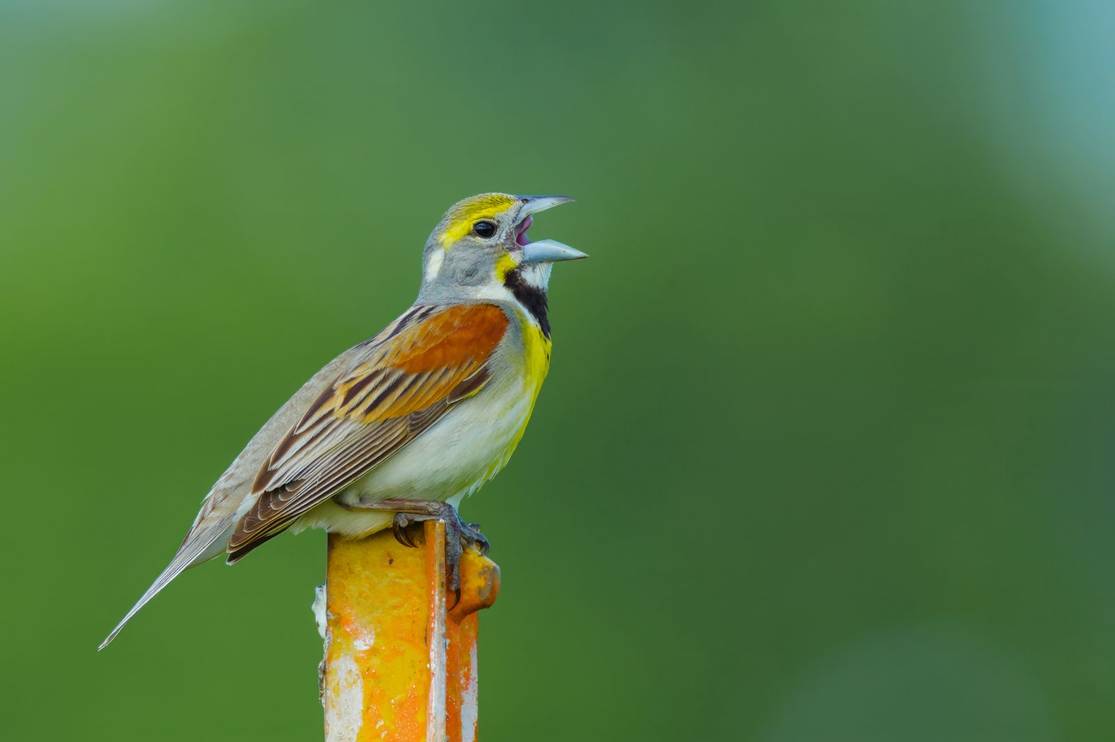 Spiza americana
