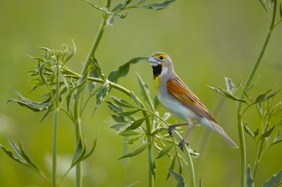 Dickcissel