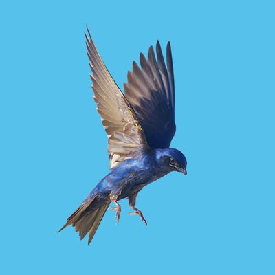 Purple Martin