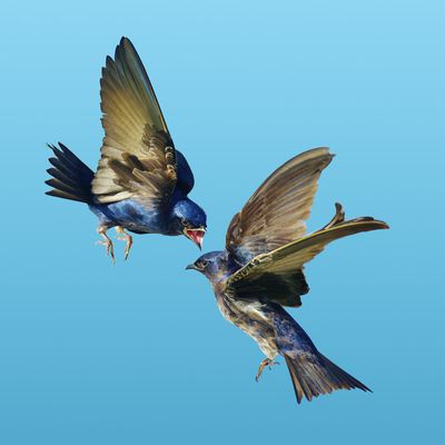 Purple Martin