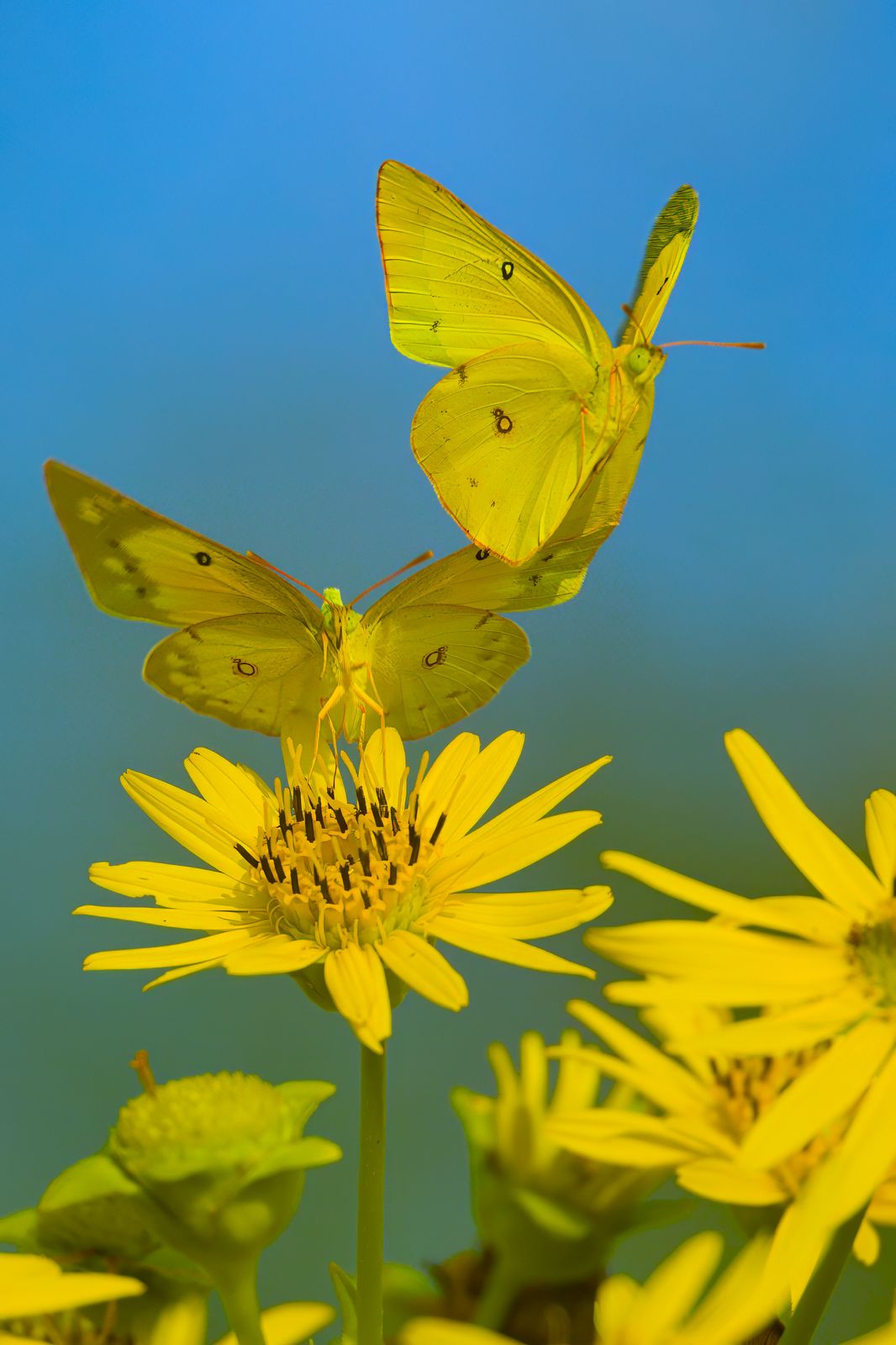 Colias eurytheme