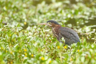 Green Heron