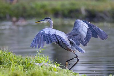 Great Blue Heron
