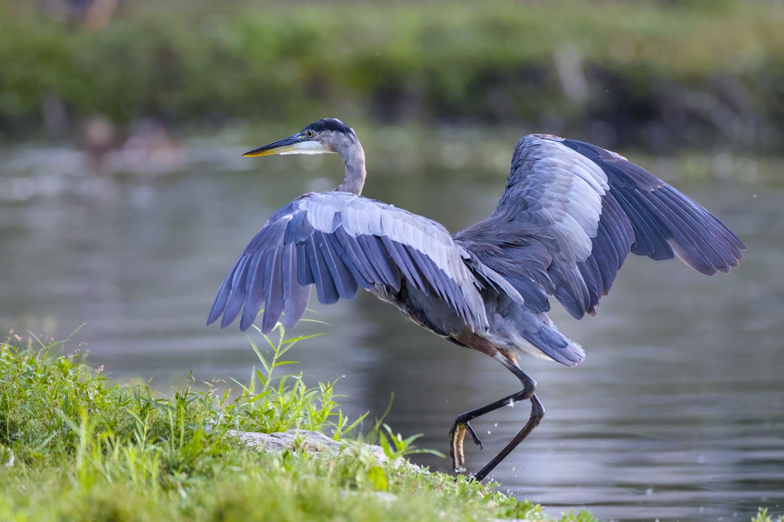 Ardea herodias