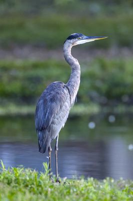 Great Blue Heron