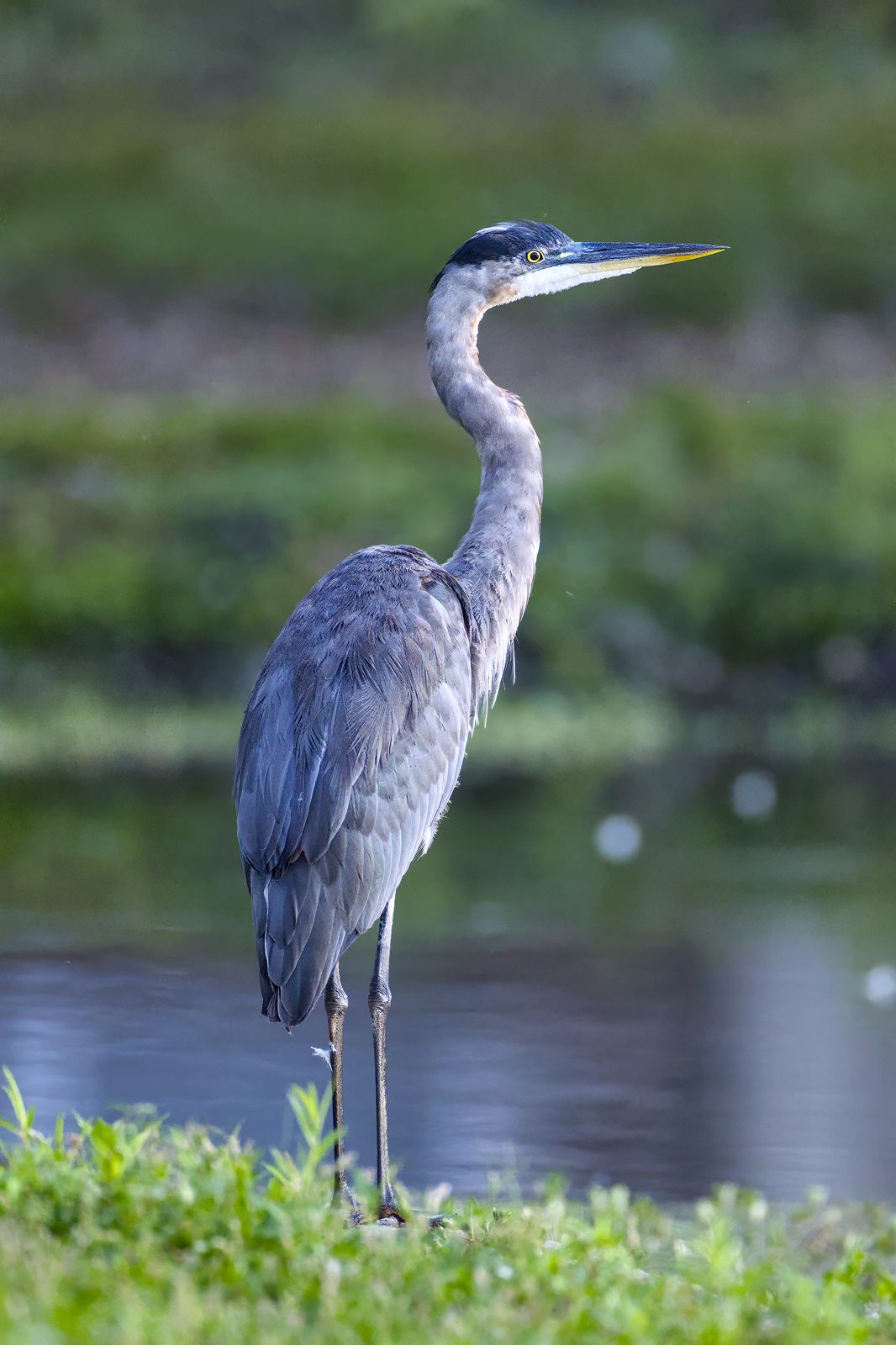 Ardea herodias
