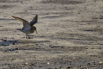 Pectoral Sandpiper