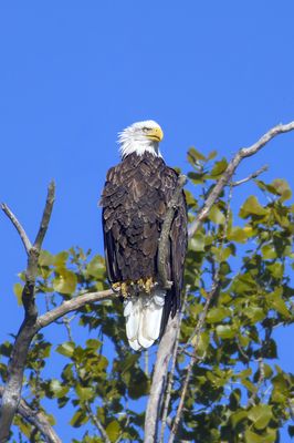 Bald Eagle