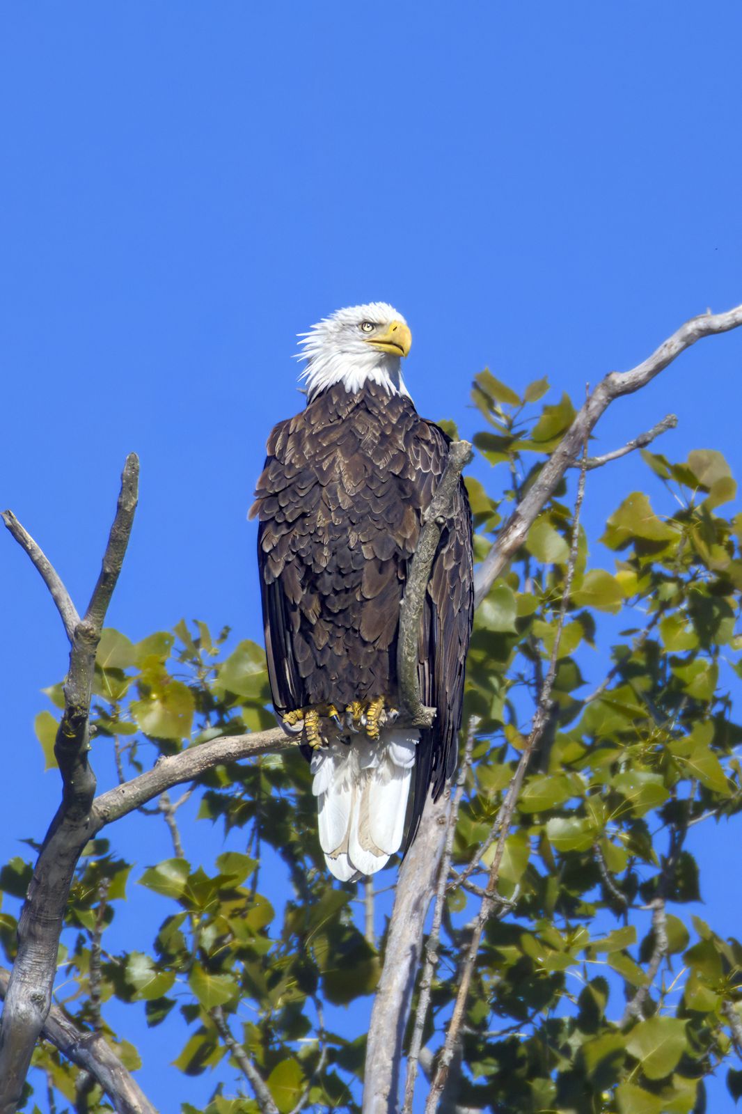 Haliaeetus leucocephalus