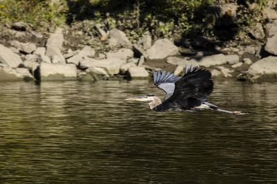 Great Blue Heron