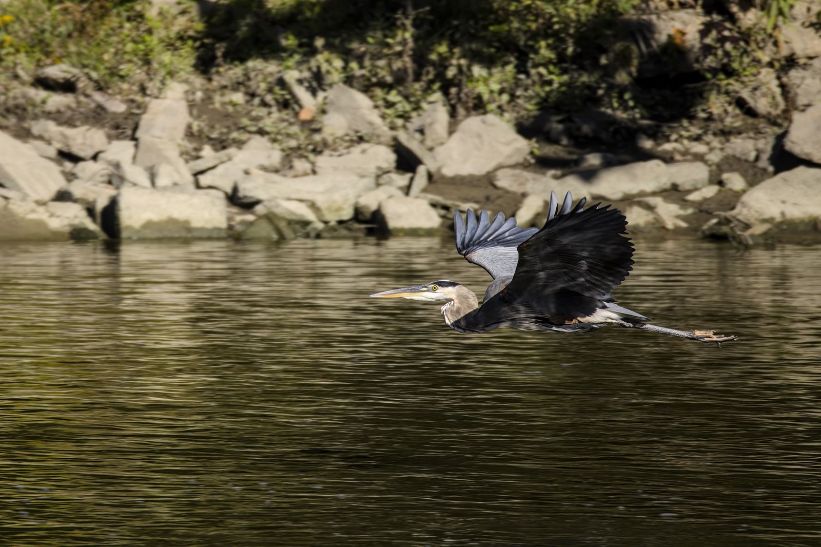 Ardea herodias