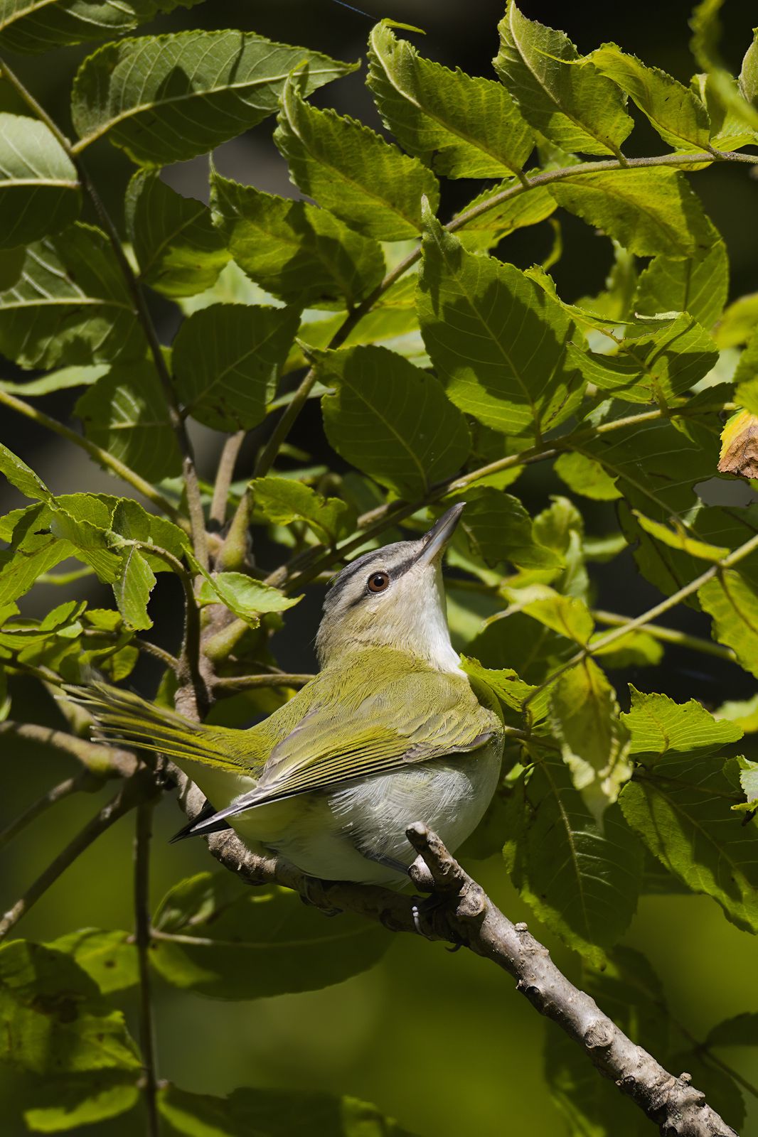 Vireo olivaceus