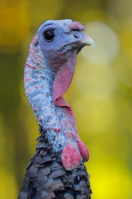 Meleagris gallopavo