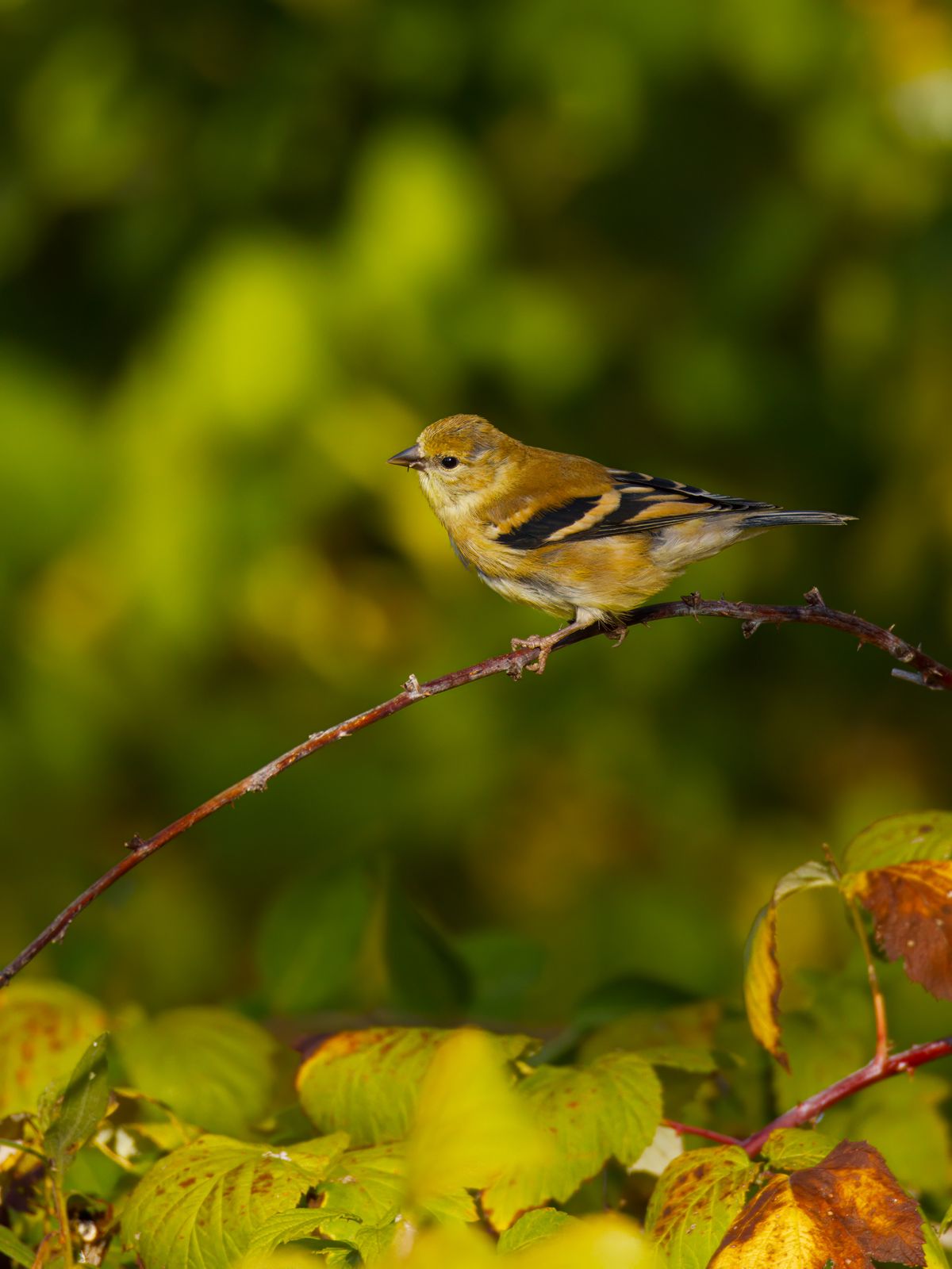 Spinus tristis