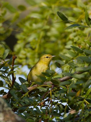 Leiothlypis peregrina