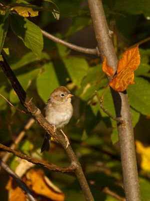 Field Sparrow