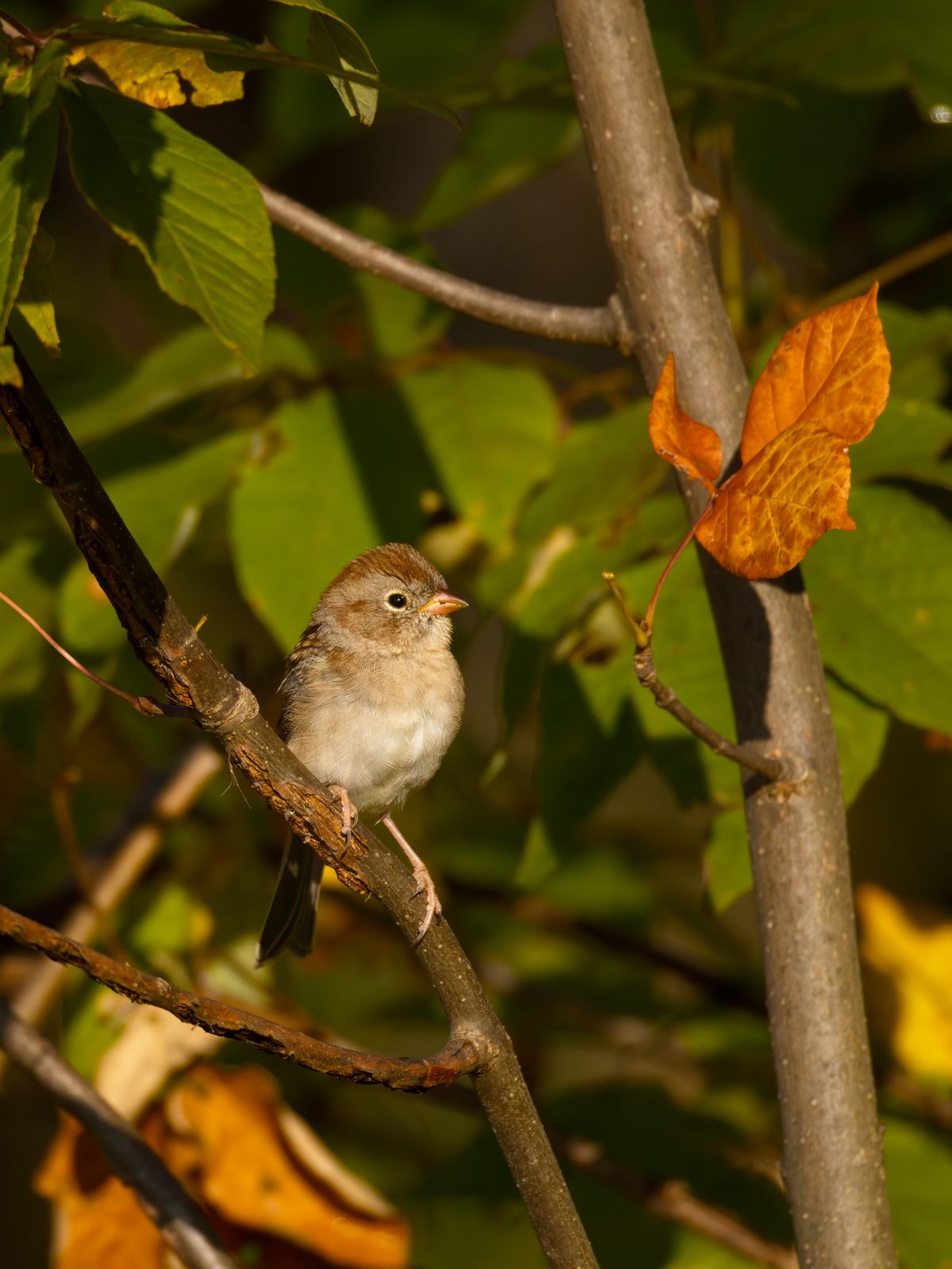 Spizella pusilla