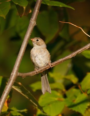 Field Sparrow