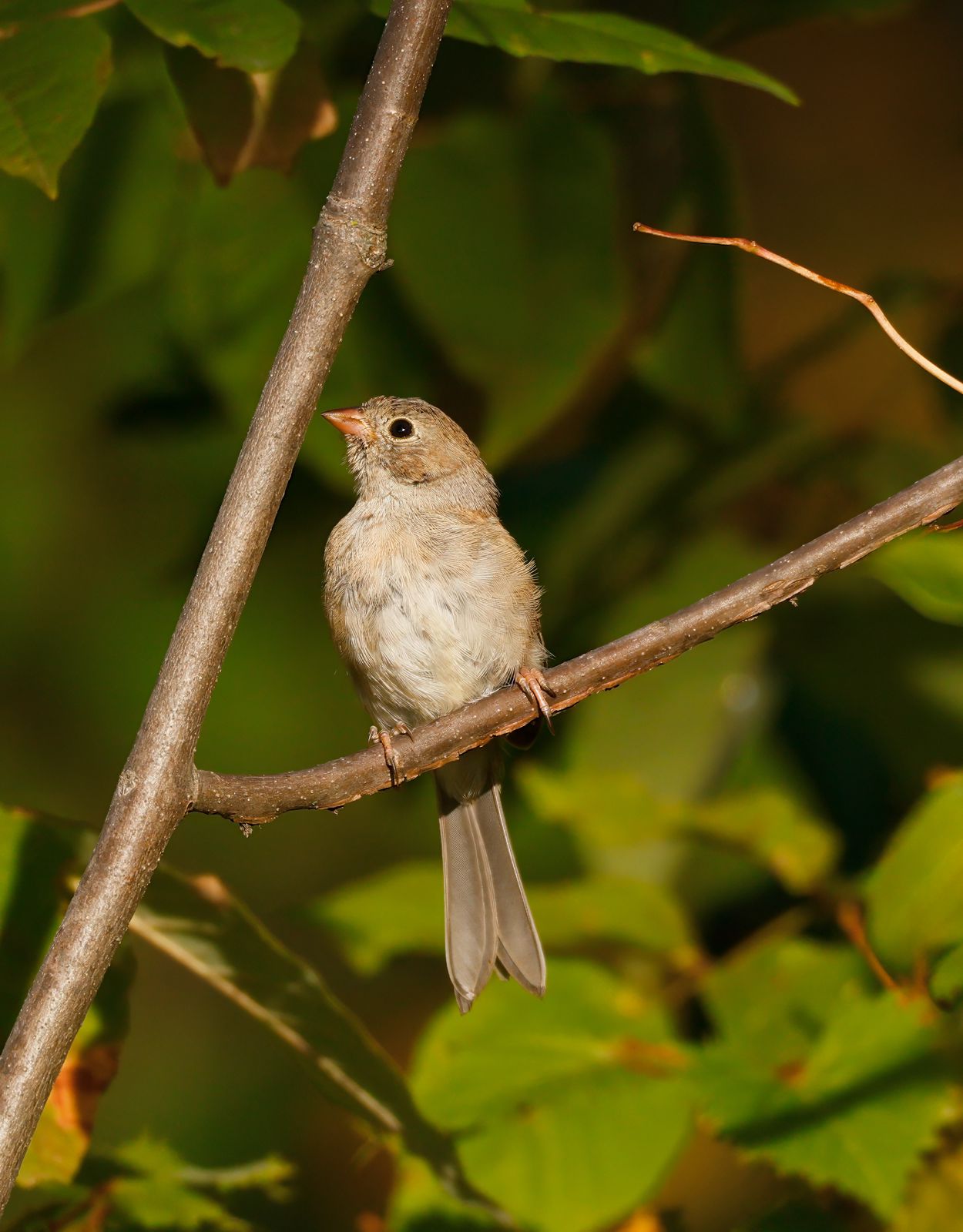 Spizella pusilla