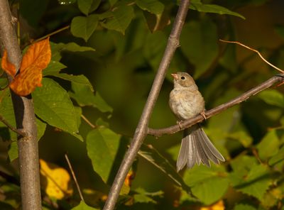 Field Sparrow