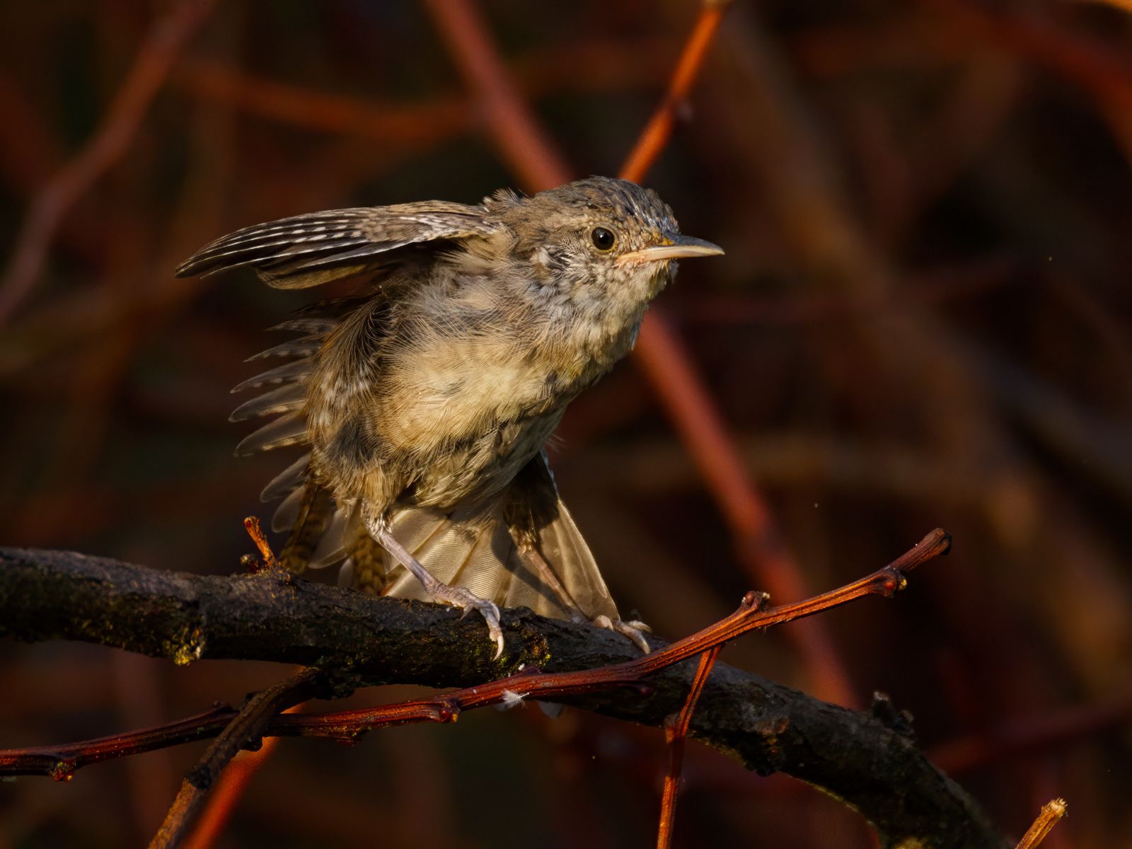 Troglodytes aedon