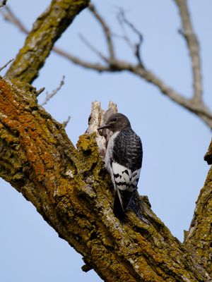 Red-headed Woodpecker