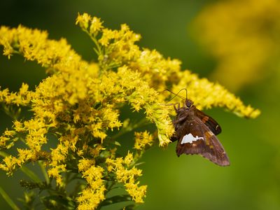 Silver-spotted Skipper