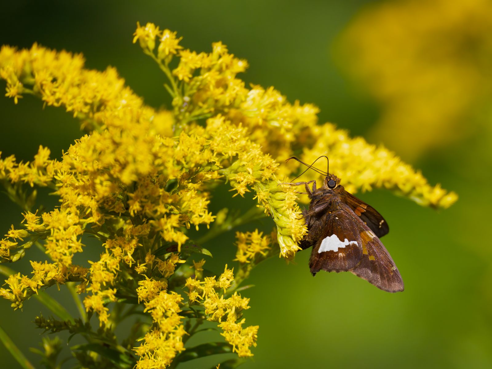 Epargyreus clarus