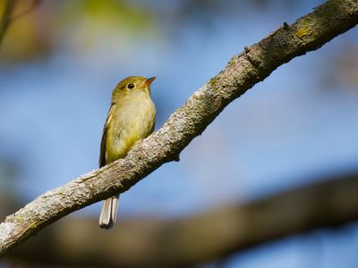 Empidonax flaviventris