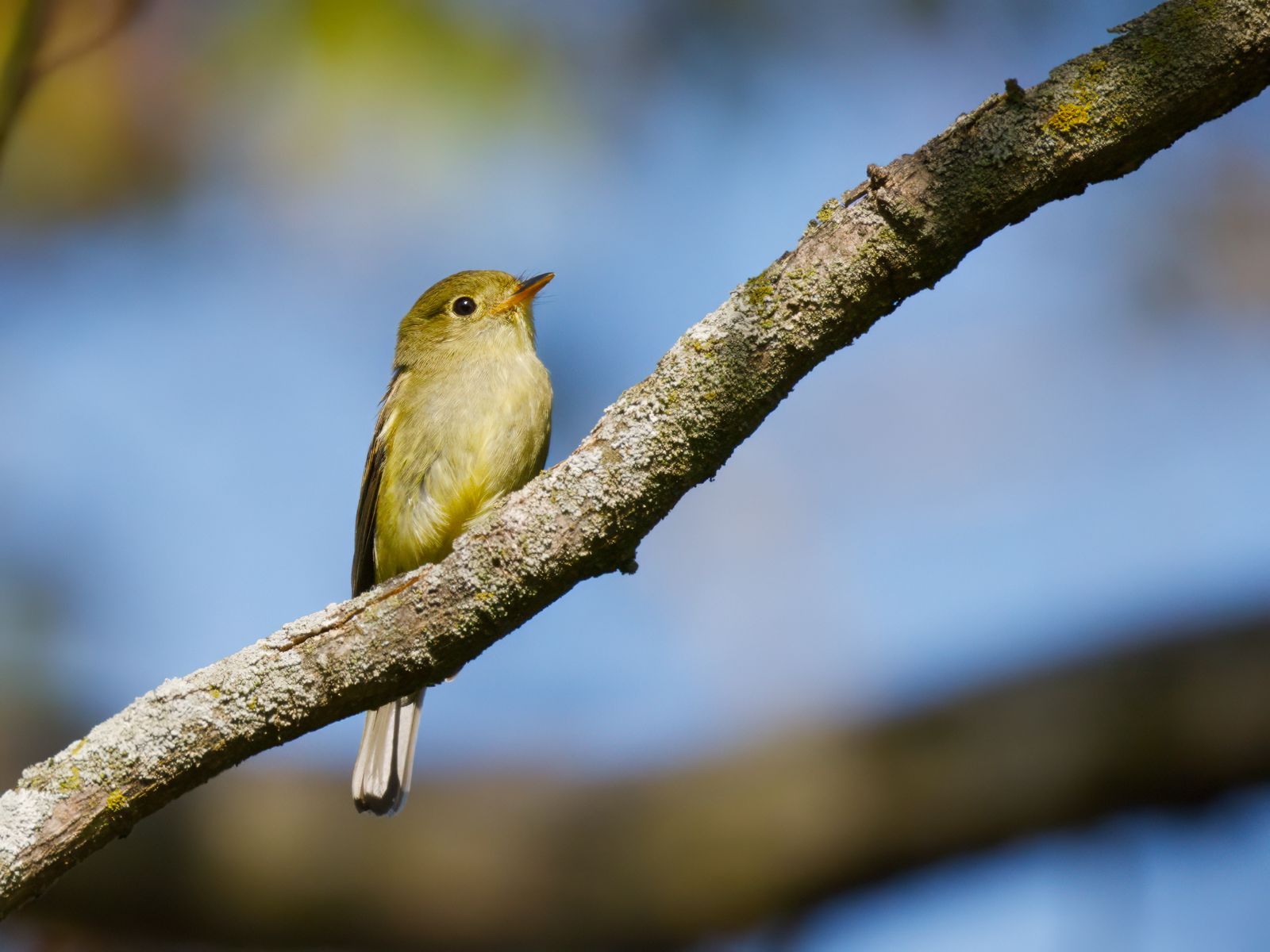 Empidonax flaviventris
