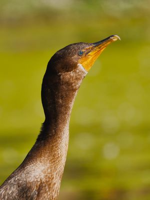 Double-crested Cormorant