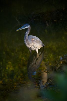 Great Blue Heron